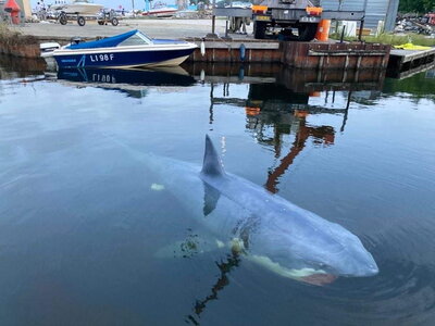 Requin en conditions réelles dans un port