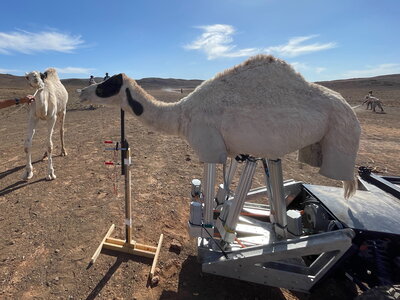 Dromadaire animatronique à côté d'un vrai dromadaire dans le désert